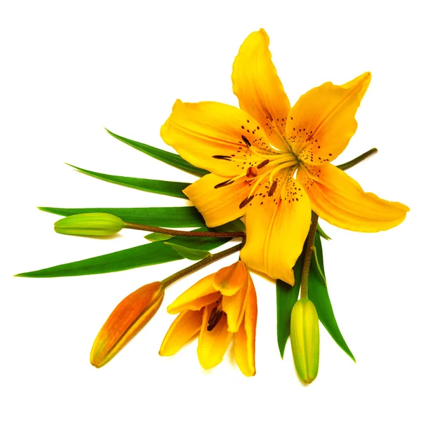 Желтые цветы лилии с бутонами — стоковое фото