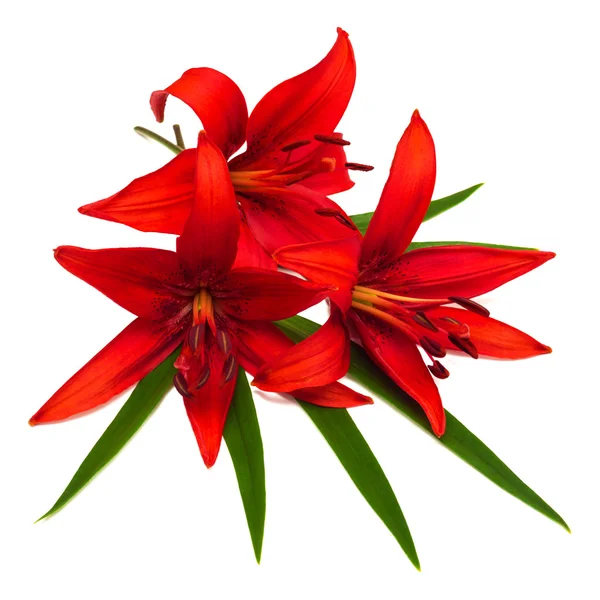 Lilien rote Blüten — Stockfoto