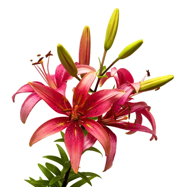 Pink lilies flowers — Stockfoto