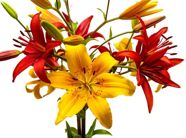Lilies red and yellow flowers — Stock Photo, Image
