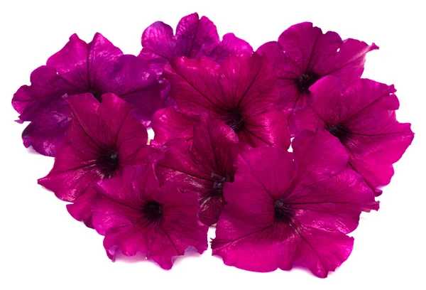 Rosa blommor av petunia — Stockfoto