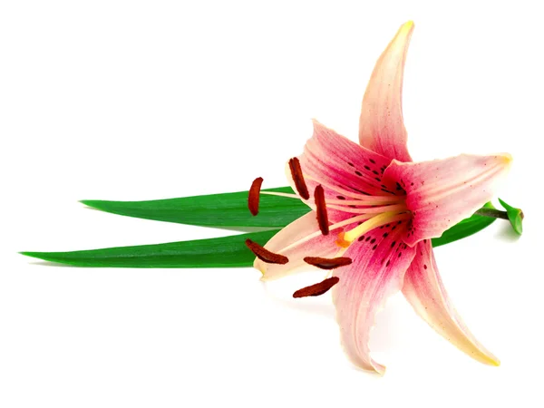 美しいピンクリリーの花 — ストック写真