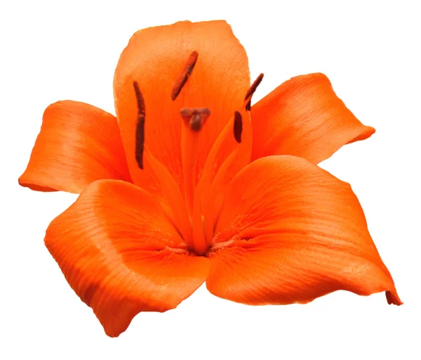 橙色百合花 — 图库照片