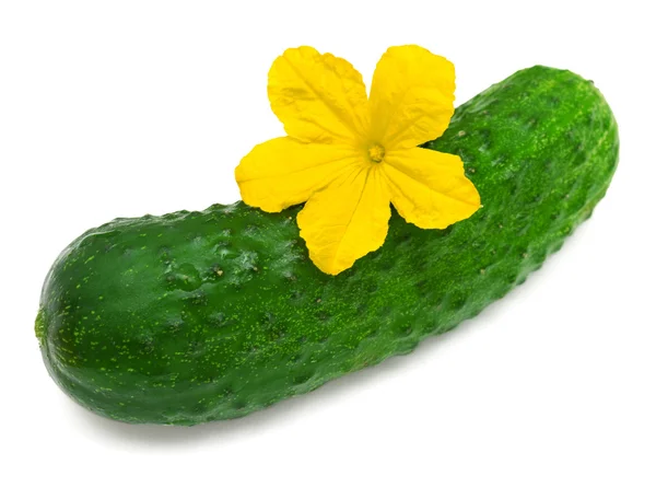 Pepino y flor amarilla — Foto de Stock