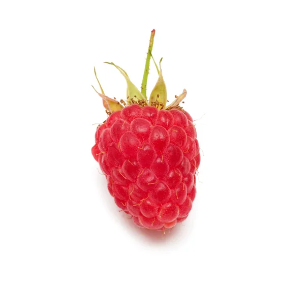 One red raspberry — Stock Photo, Image