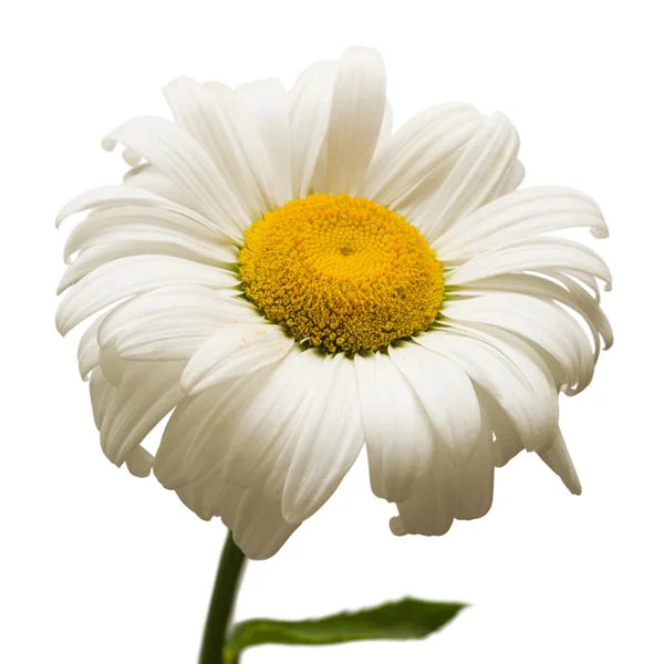 Een witte margriet bloemen — Stockfoto