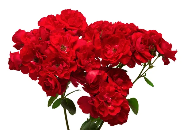 Bouquet of red roses — Stock Photo, Image