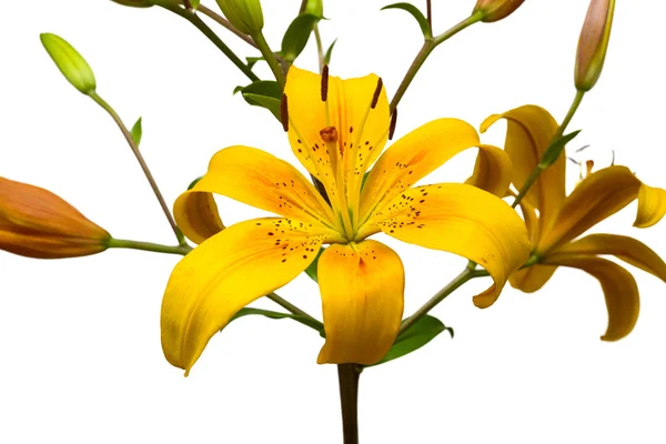 黄色のユリの花 — ストック写真