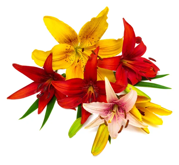 Букет красивих квітів лілій — стокове фото