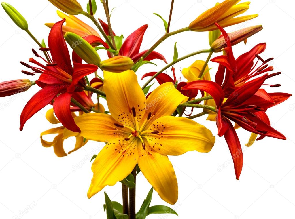 Lilies red and yellow flowers Stock Photo by ©FlowerStudio 88431902