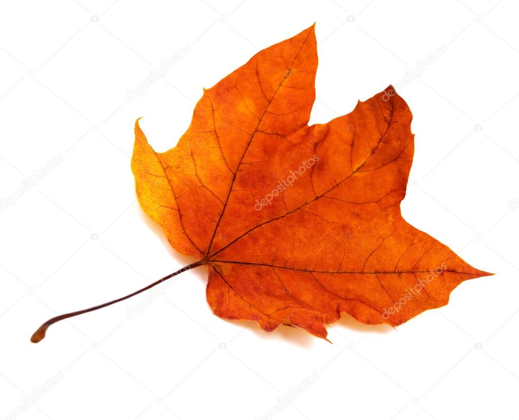 autumn Maple leaf