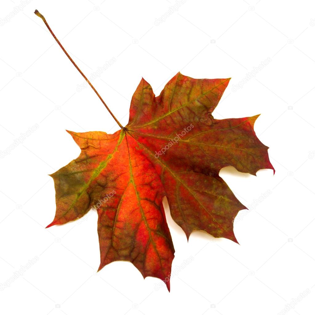 autumn Maple leaf