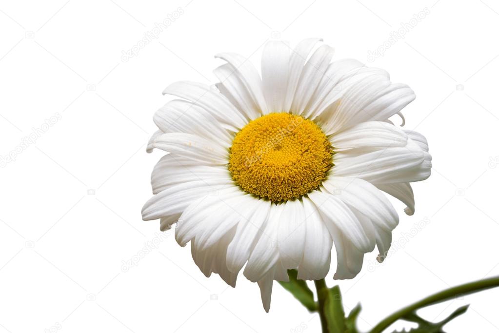 One white daisy flower