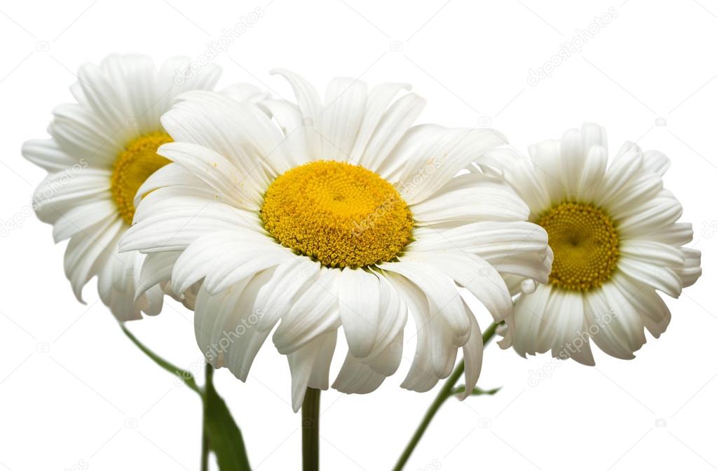 Bouquet of large white daisies