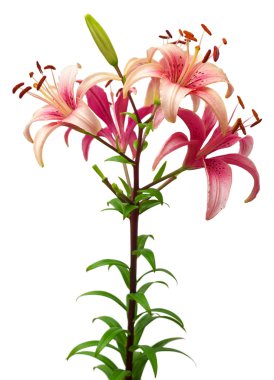 Güzel pembe zambaklar