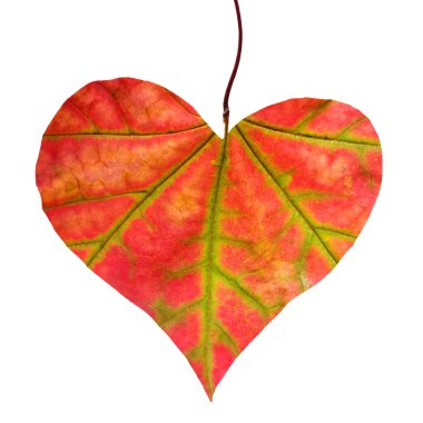 Kalp şeklinde kırmızı yaprak