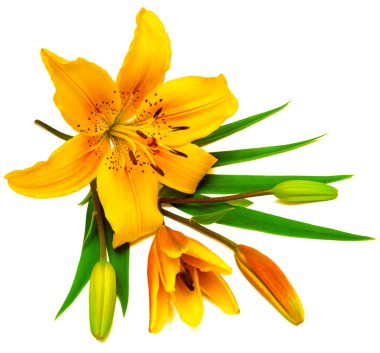 Sarı lily çiçek tomurcukları ile