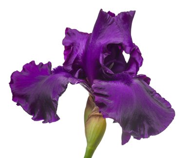 Mor iris çiçeği
