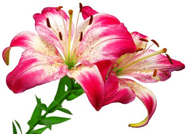 Beyaz ve pembe lilyum