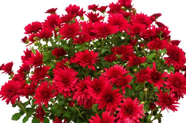 Kırmızı çiçek buketi