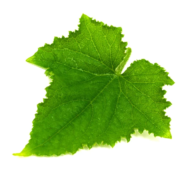 Pepino de folha verde — Fotografia de Stock