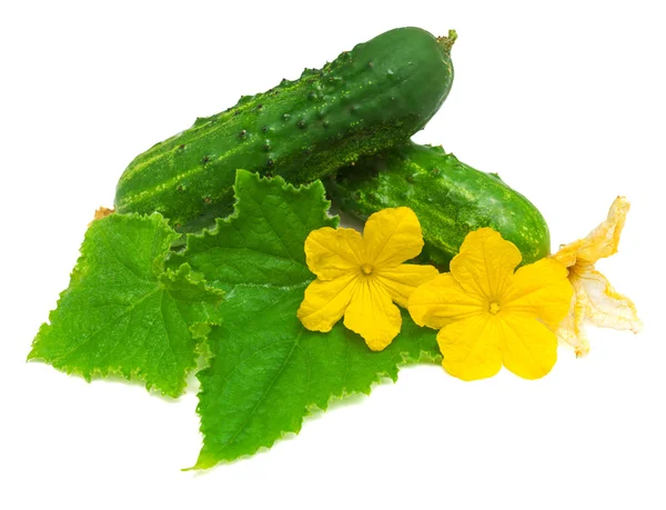 Komkommers met bladeren en bloemen — Stockfoto