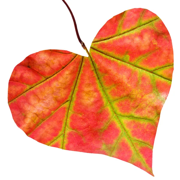 Red leaf in form of heart — Stock Photo, Image