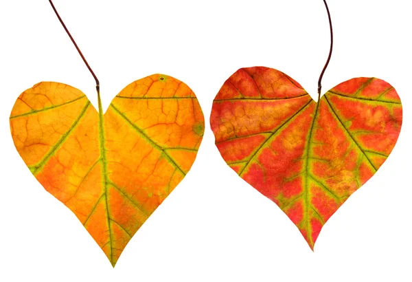 Leaves in forms of hearts — Stock Photo, Image