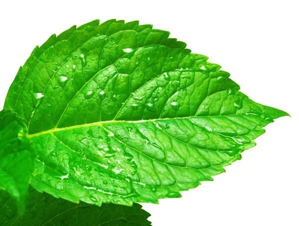 Green Leaves hydrangea — Stock Photo, Image