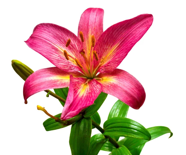 Red lily flower — Stock Photo, Image