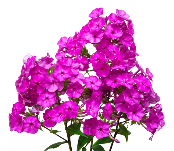 Branche de fleurs de phlox — Photo