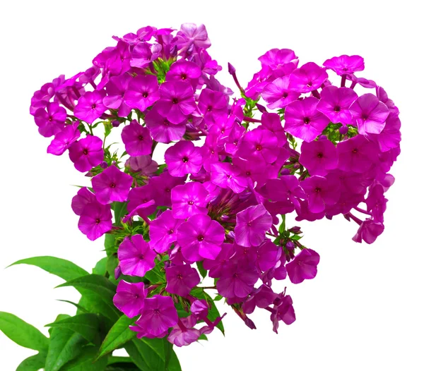 Tak van Dr. phlox bloemen — Stockfoto