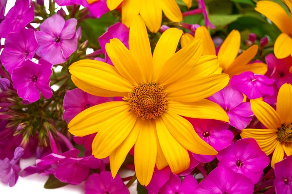 Flores de margarita amarilla y flex púrpura — Foto de Stock