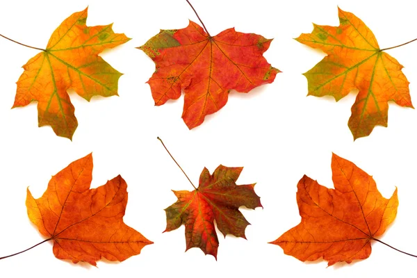 Collection of maple leaves — Stock Photo, Image