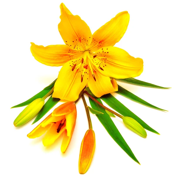 Yellow lily flowers with buds — Stock Photo, Image