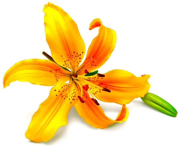 Yellow lily flower with bud — Stock Photo, Image