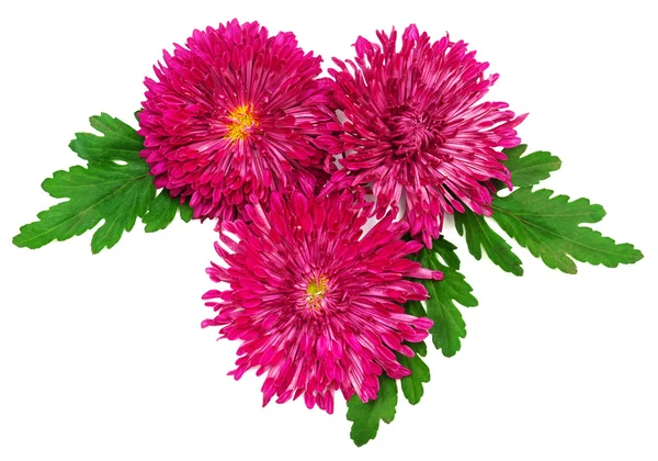 Roze chrysant bloemen — Stockfoto