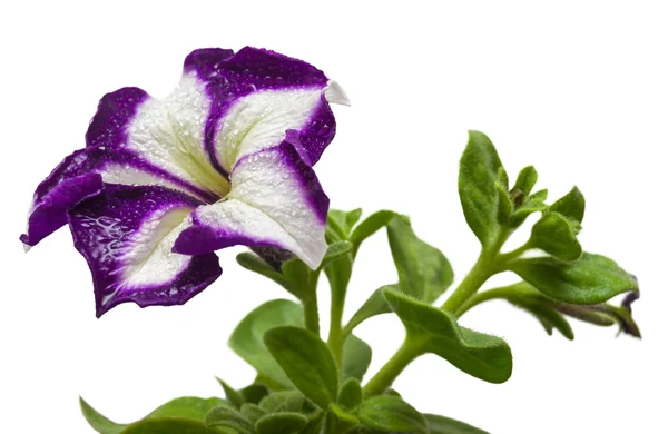 White and purple flower — Stock Photo, Image