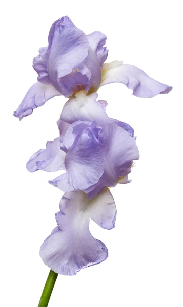 Fiori di iris in fiore — Foto Stock