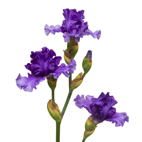 Iris blommor — Stockfoto