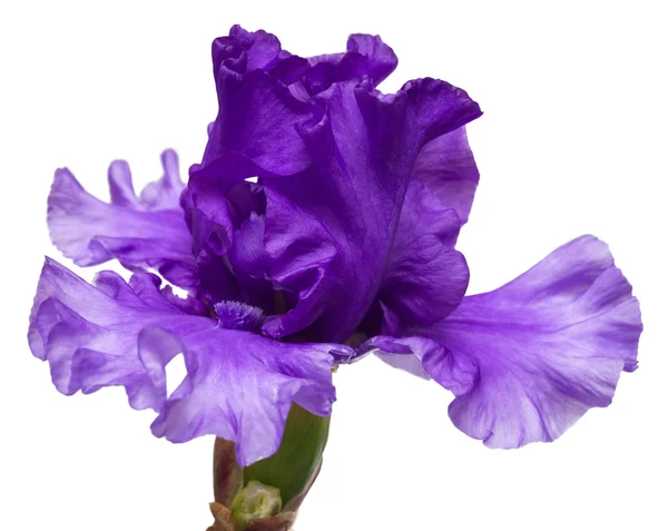 Blommande iris blomma — Stockfoto