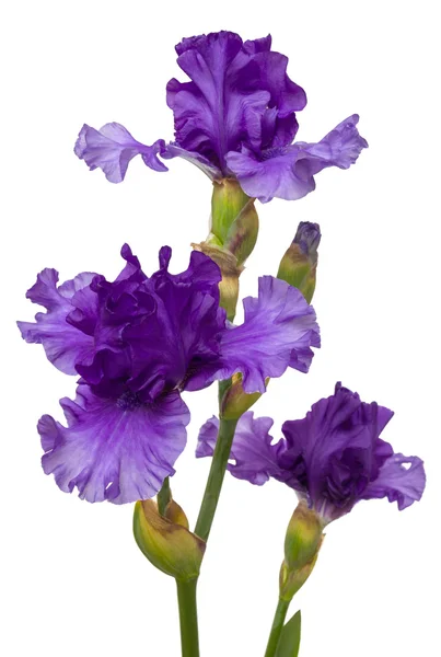 Floraison iris fleurs — Photo