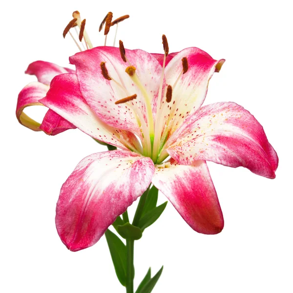 白色和粉红色的百合花 — 图库照片