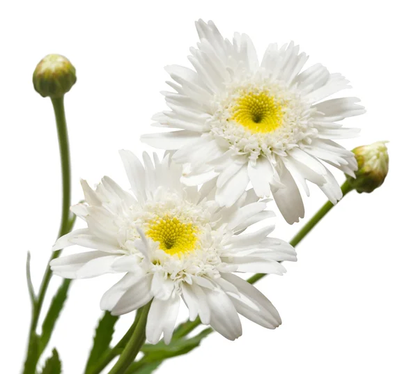 Boeket van wit daisies — Stockfoto