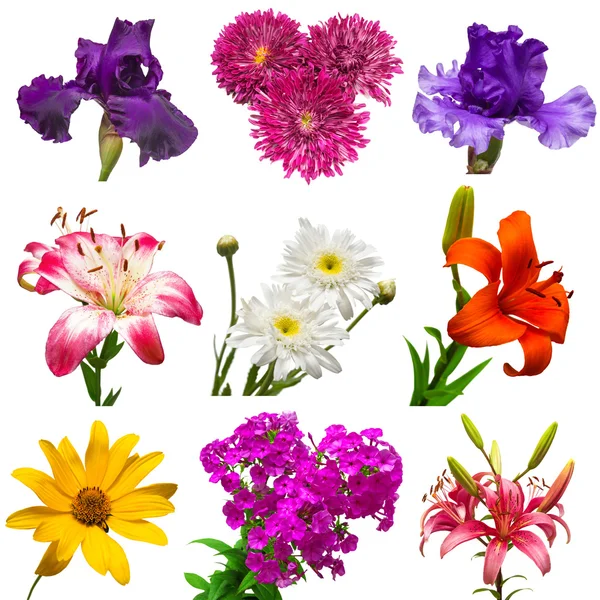 Collection of colorful flowers — Stock Photo, Image