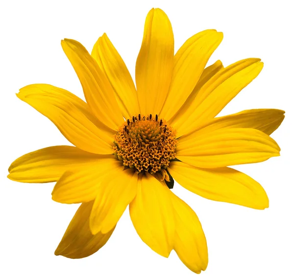一个黄色雏菊 — 图库照片