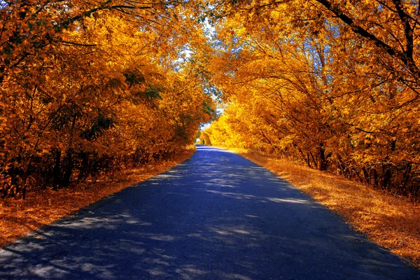 Herfst steegje met bomen — Stockfoto