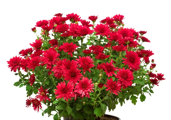Kırmızı çiçek buketi — Stok fotoğraf