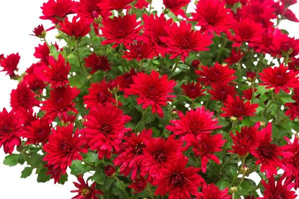 Bouquet of red flowers — Stock Photo, Image