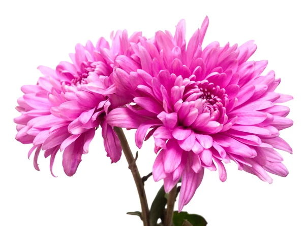 Pink chrysanthemum flowers — Stock Photo, Image